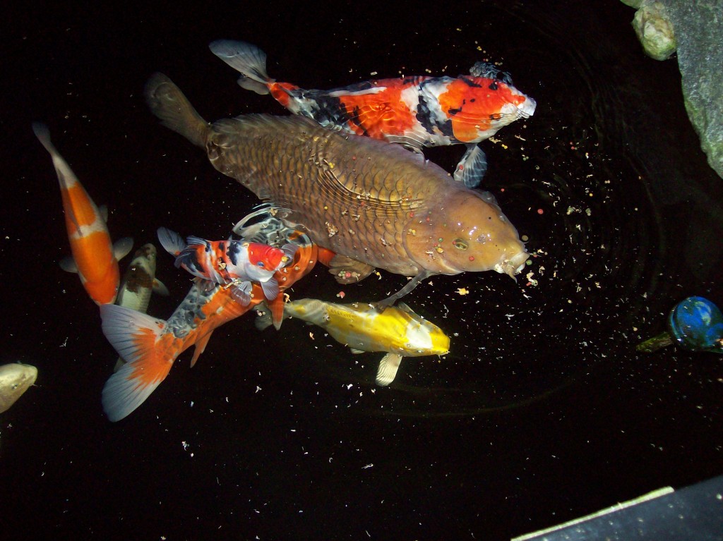 koi_otto_vonk2 koi_otto_vonk2