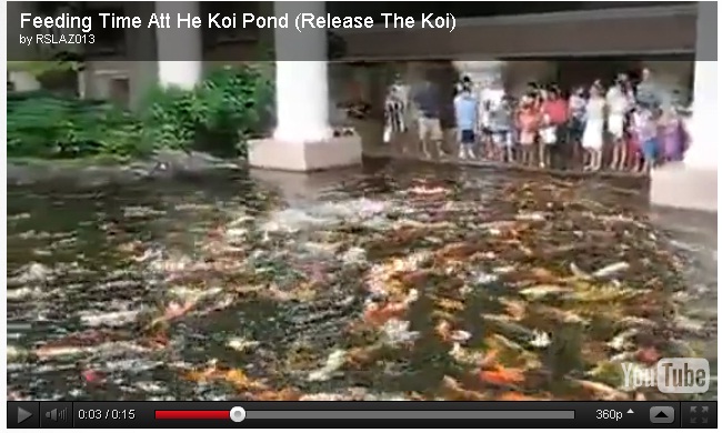 koi piranha
