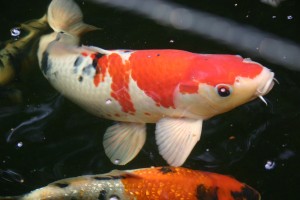 jonge_koi