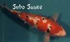 subo sanke