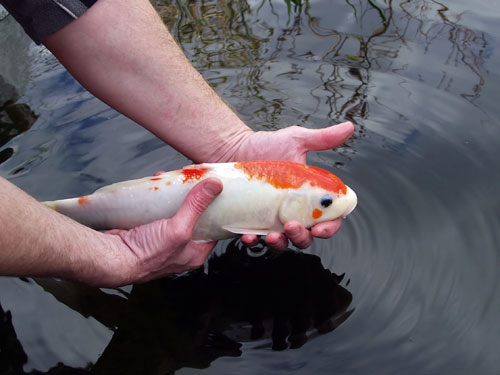 Koi inspectie vasthouden van de koi