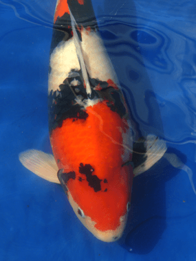 Showa Koi soort