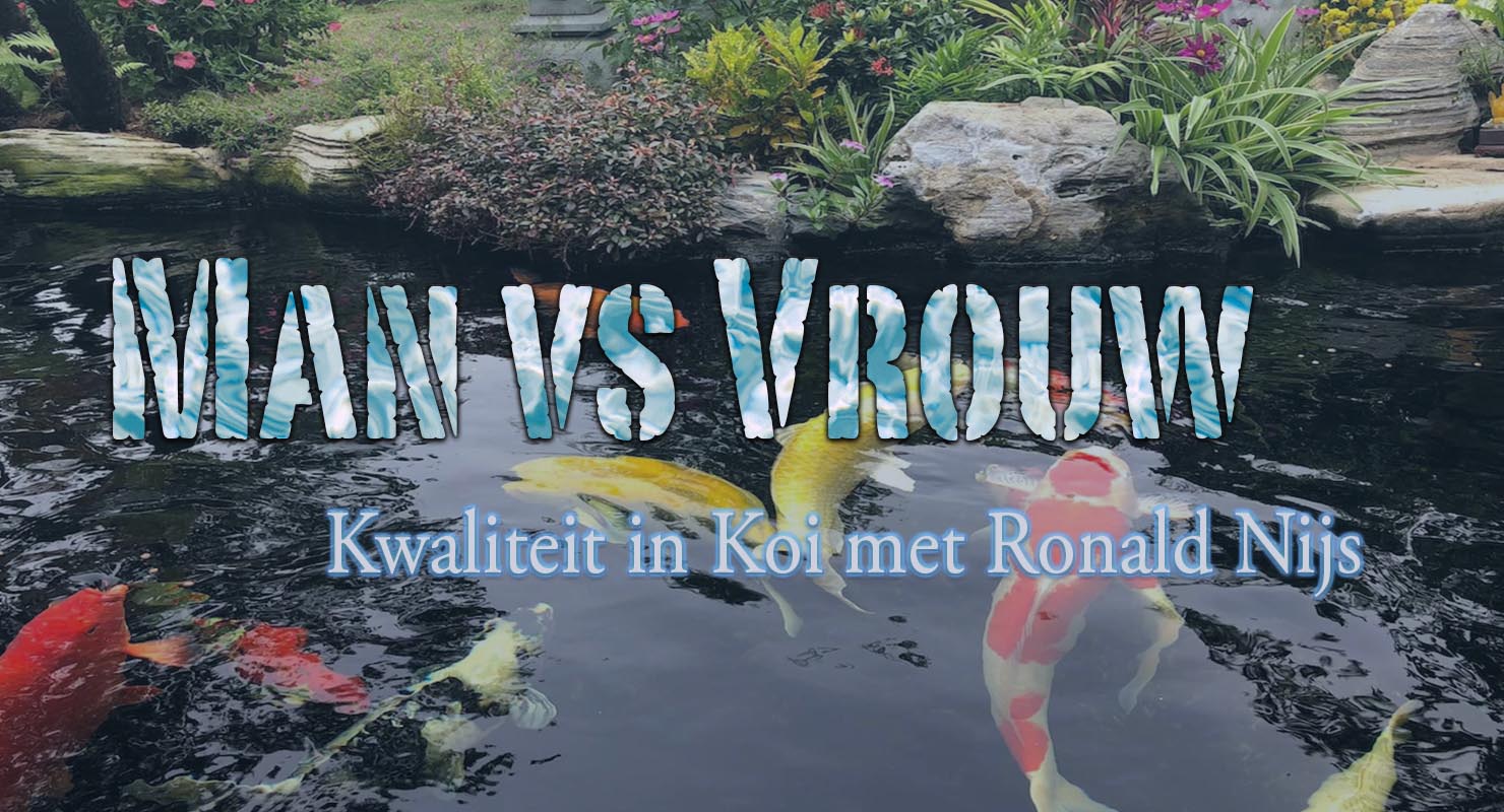 kwaliteit in koi -Male vs Female