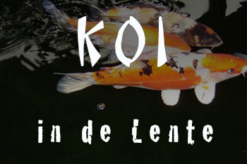 koi in de lente