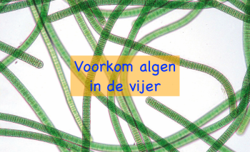 Algen in de vijver