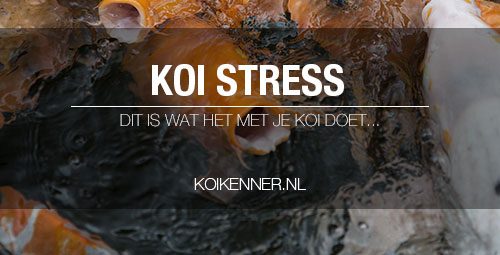 koi stress