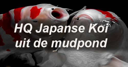 hq koi uit japan