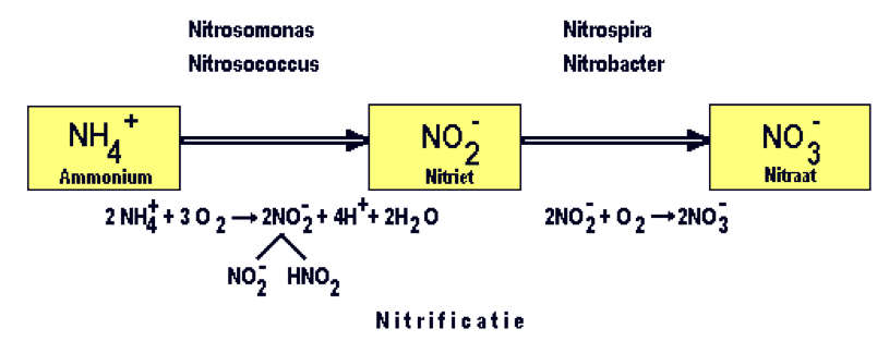 stikstofkringloop-ammonium-nitriet