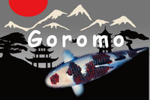 goromo-koisoort-koromo