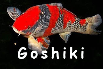 goshiki-goromo-koi soort koigallery