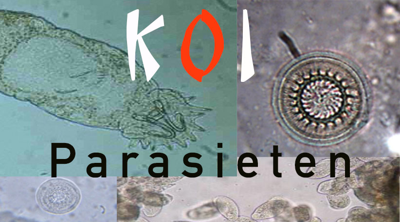 koi-parasieten