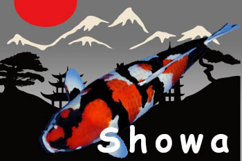 showa koi soort-koigallery