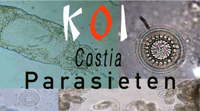 Costia-koi-parasiet