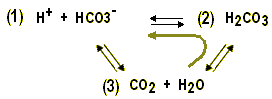 KH -3hoeks-vergelijking water-koigallery
