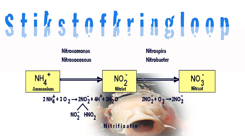 Stikstofkringloop-vijver