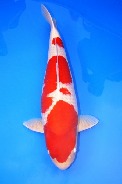 koi show winnaar makoi