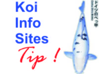 koi_vijver_informatie-websites-koigallery