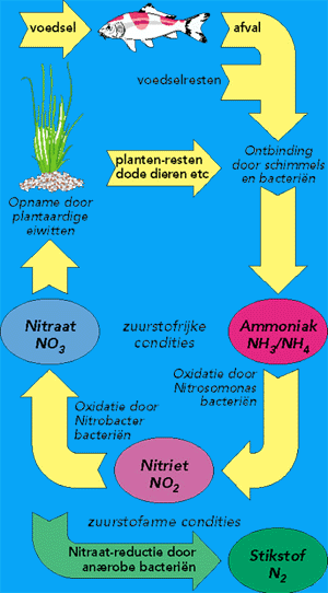stikstofkringloop