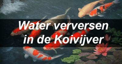water-verversen-koivijver-hormoon