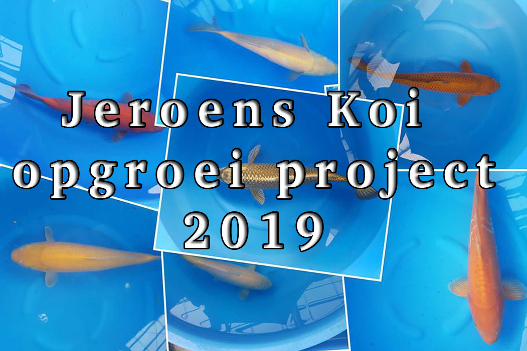 Jeroenskoi-opgroei project chagoi-karashigoi