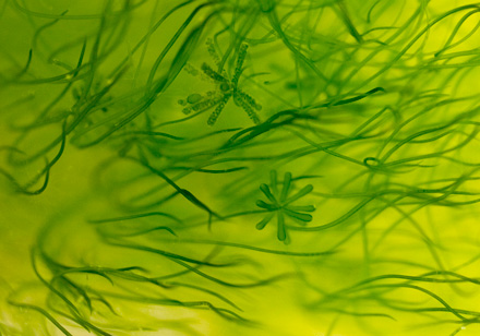 algen bestrijden in de vijver