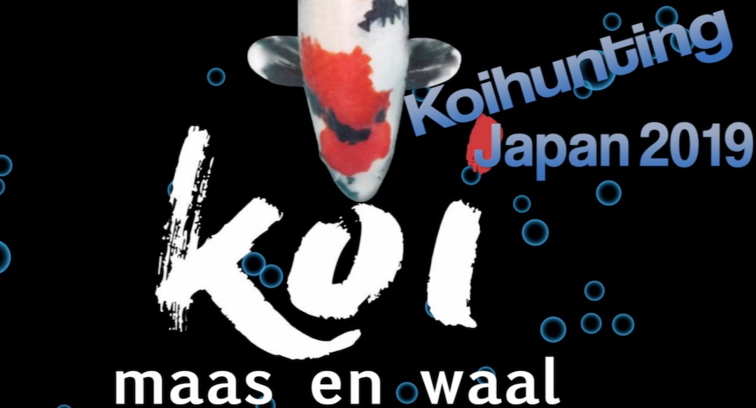 koi maas en waal koihunting